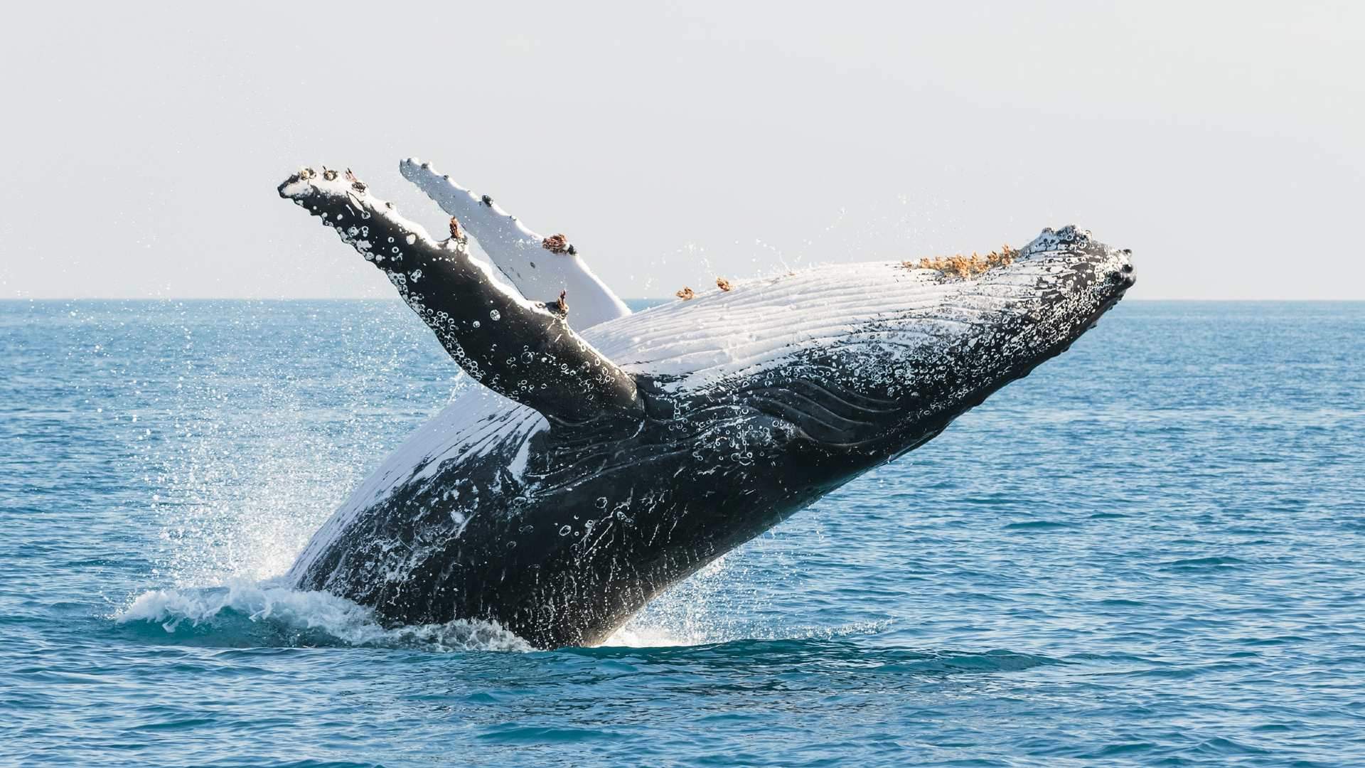 The Eight Best Coastal Spots for Whale Watching Across Australia