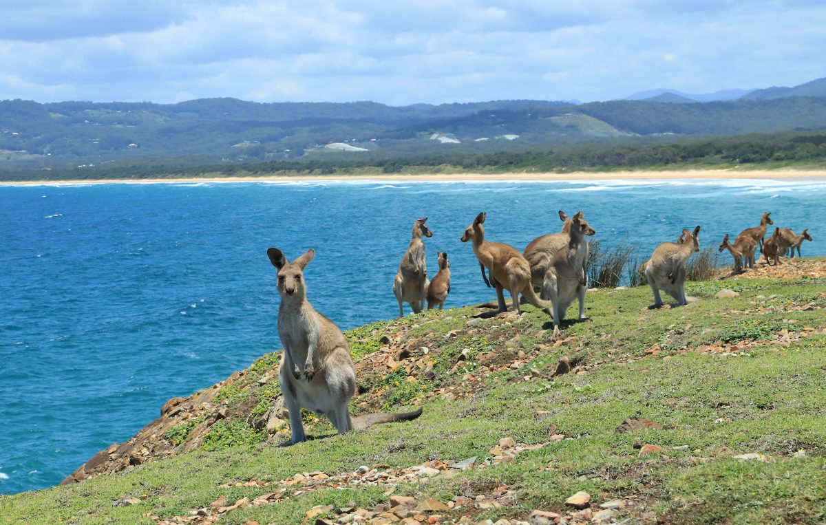 Wild Kangaroos on the beach at Look At Me Now Headland