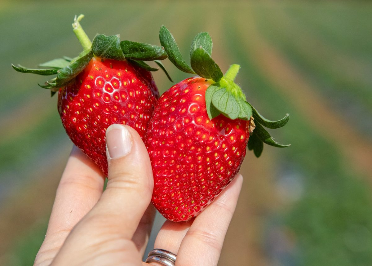 Where to pick your own Strawberries