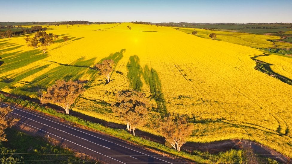 Mùa hoa cải hút khách ở Australia