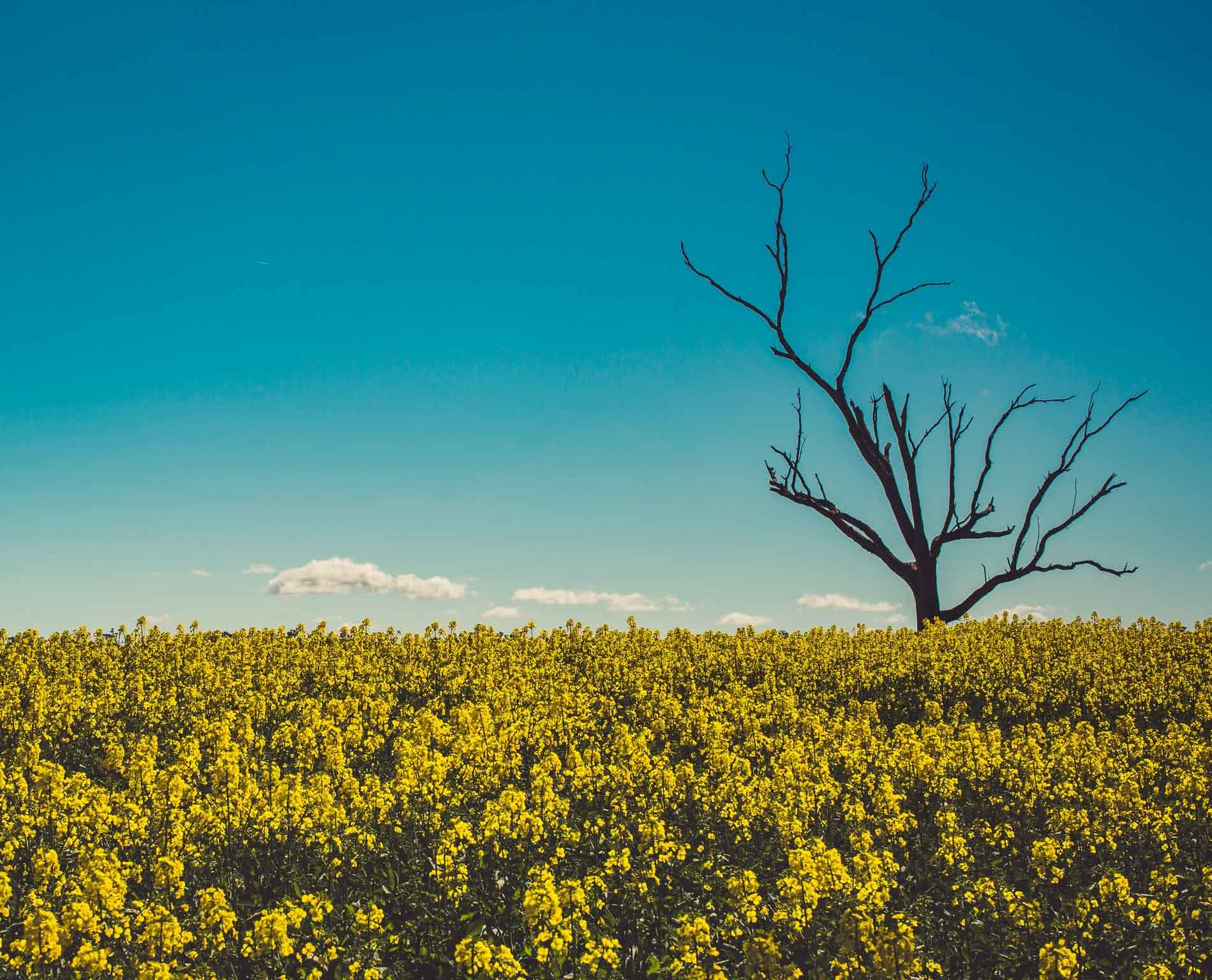 Visit NSW Canola Fields in Cootamundra