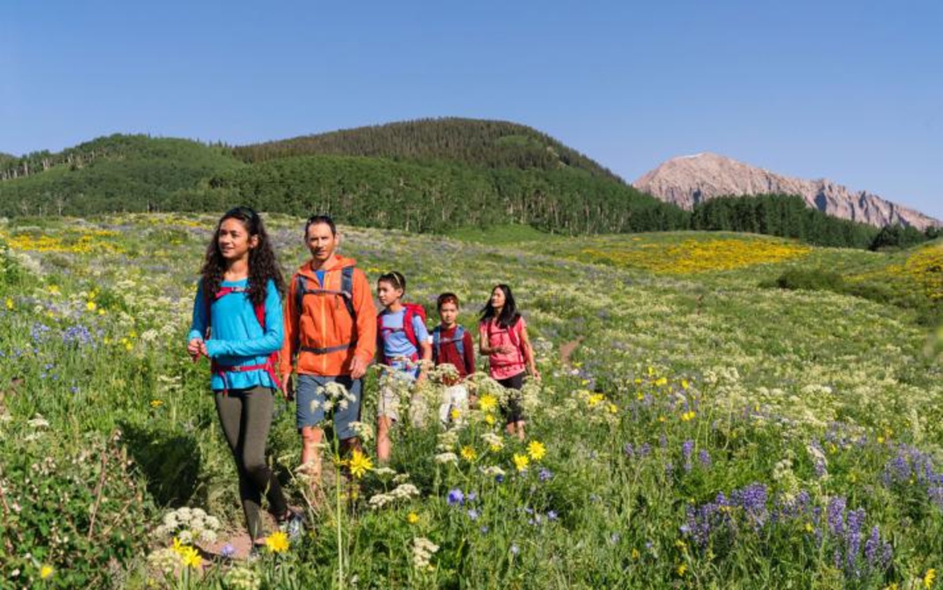 5 Colorado Wildflower Hikes