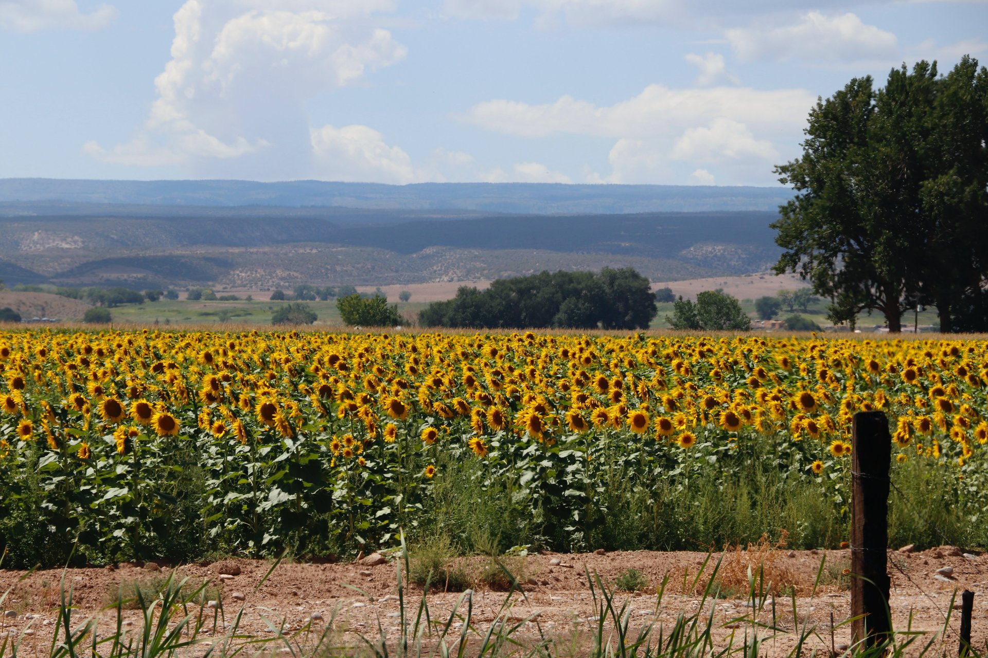 Fresh Connections: 12 Ways to Enjoy Colorado Farm Living