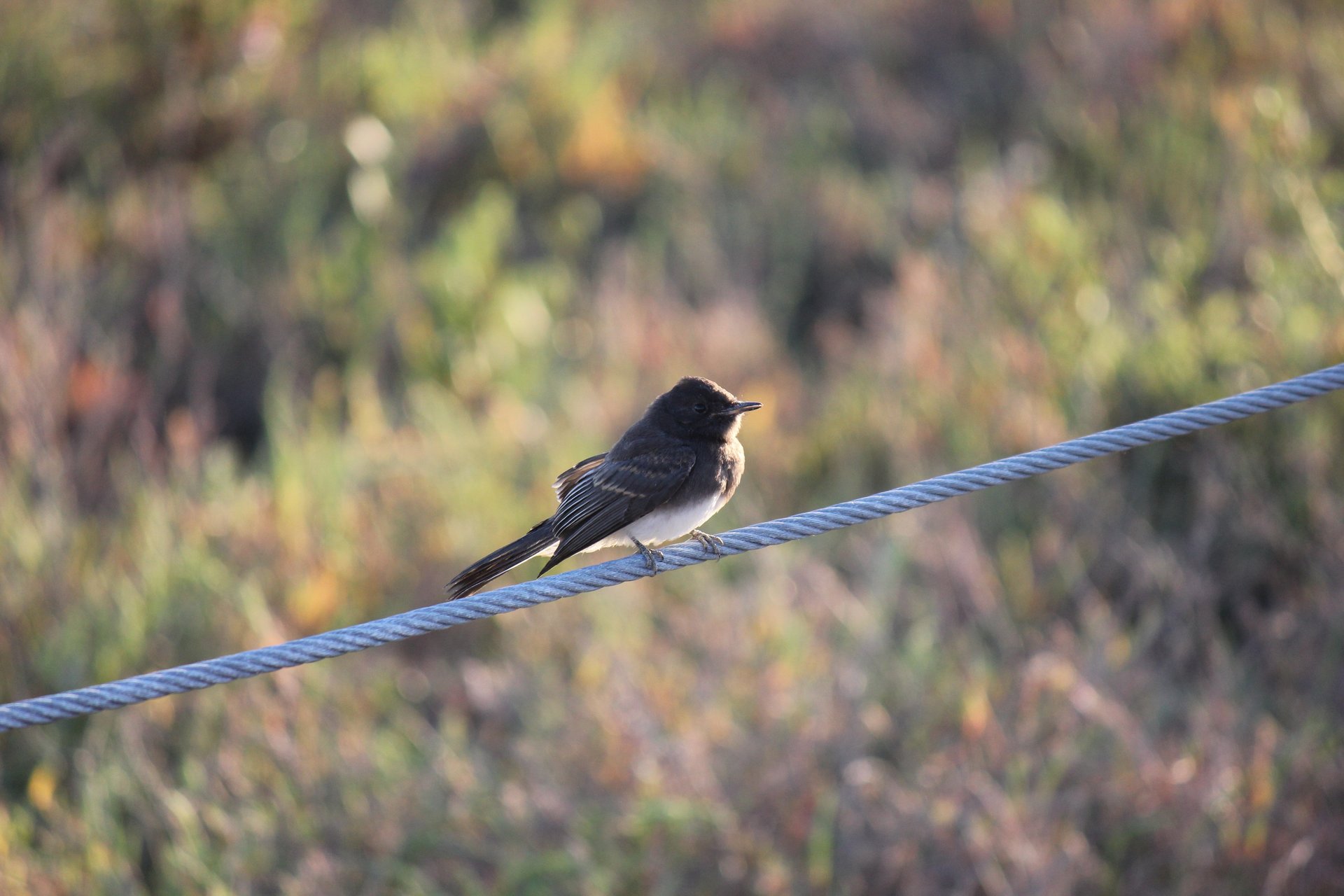 Where to go birding in San Mateo County 