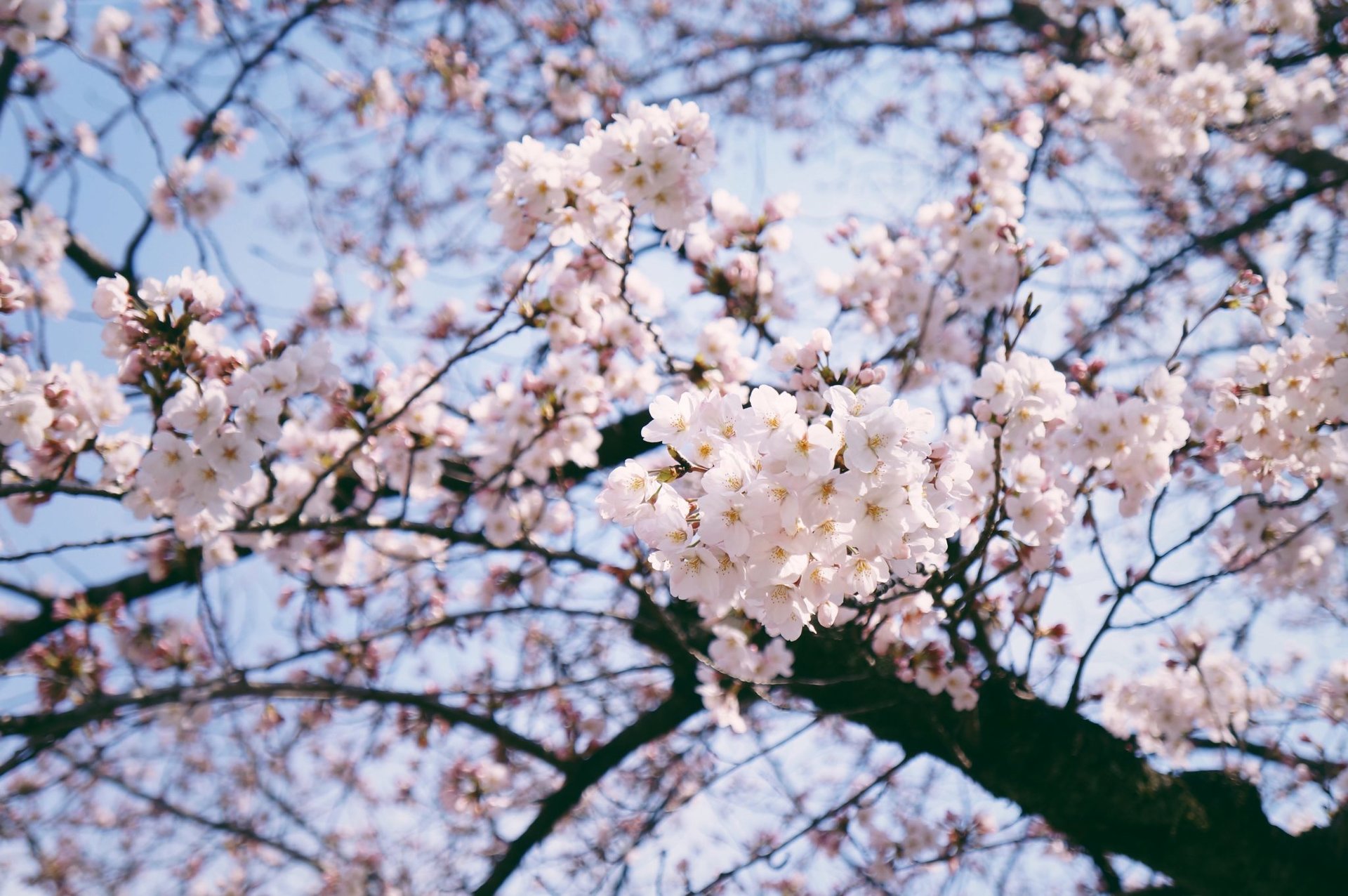 Du lịch Nhật Bản tự túc: Những ngày rong chơi săn sakura (Kỳ 2)