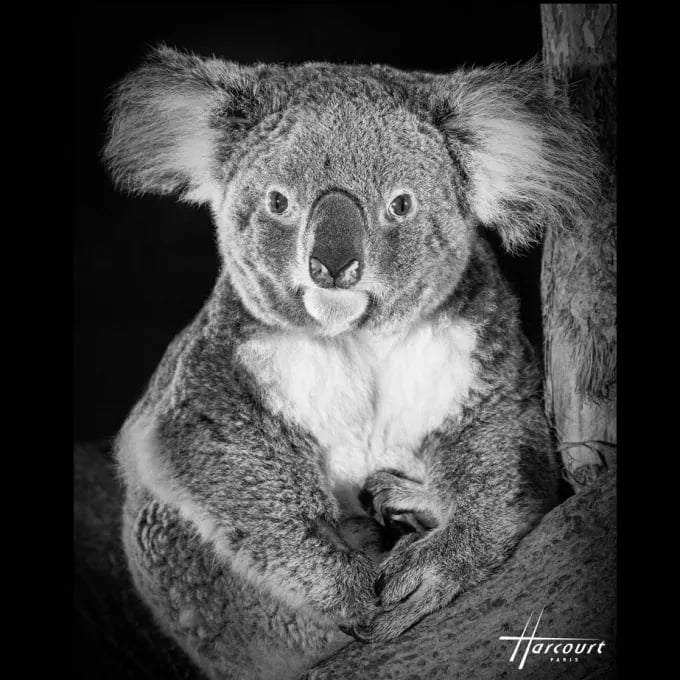 © Studio Harcourt  —  Koala portrait at the iconic Studio Harcourt