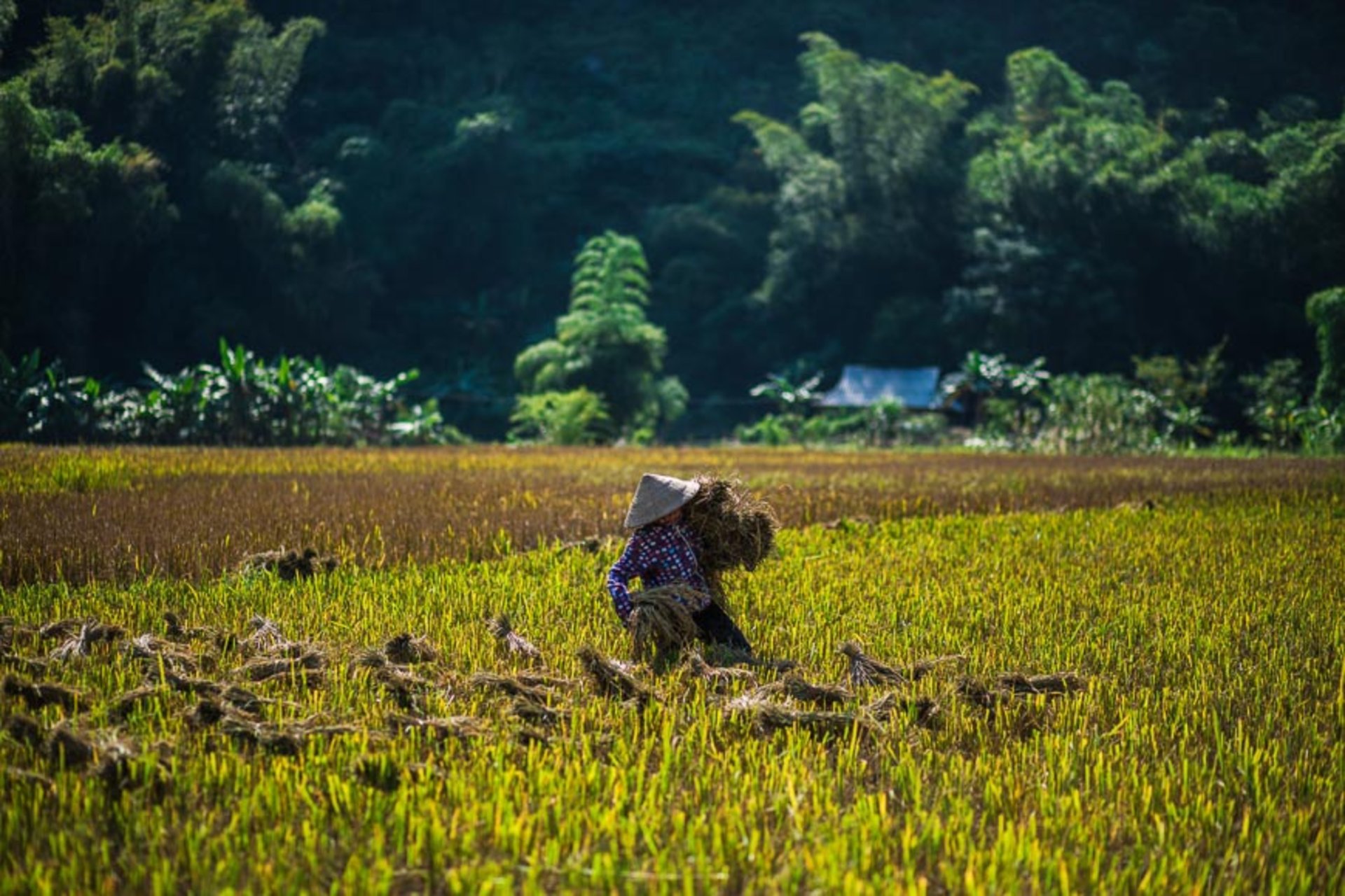 Credit: vietnam.travel