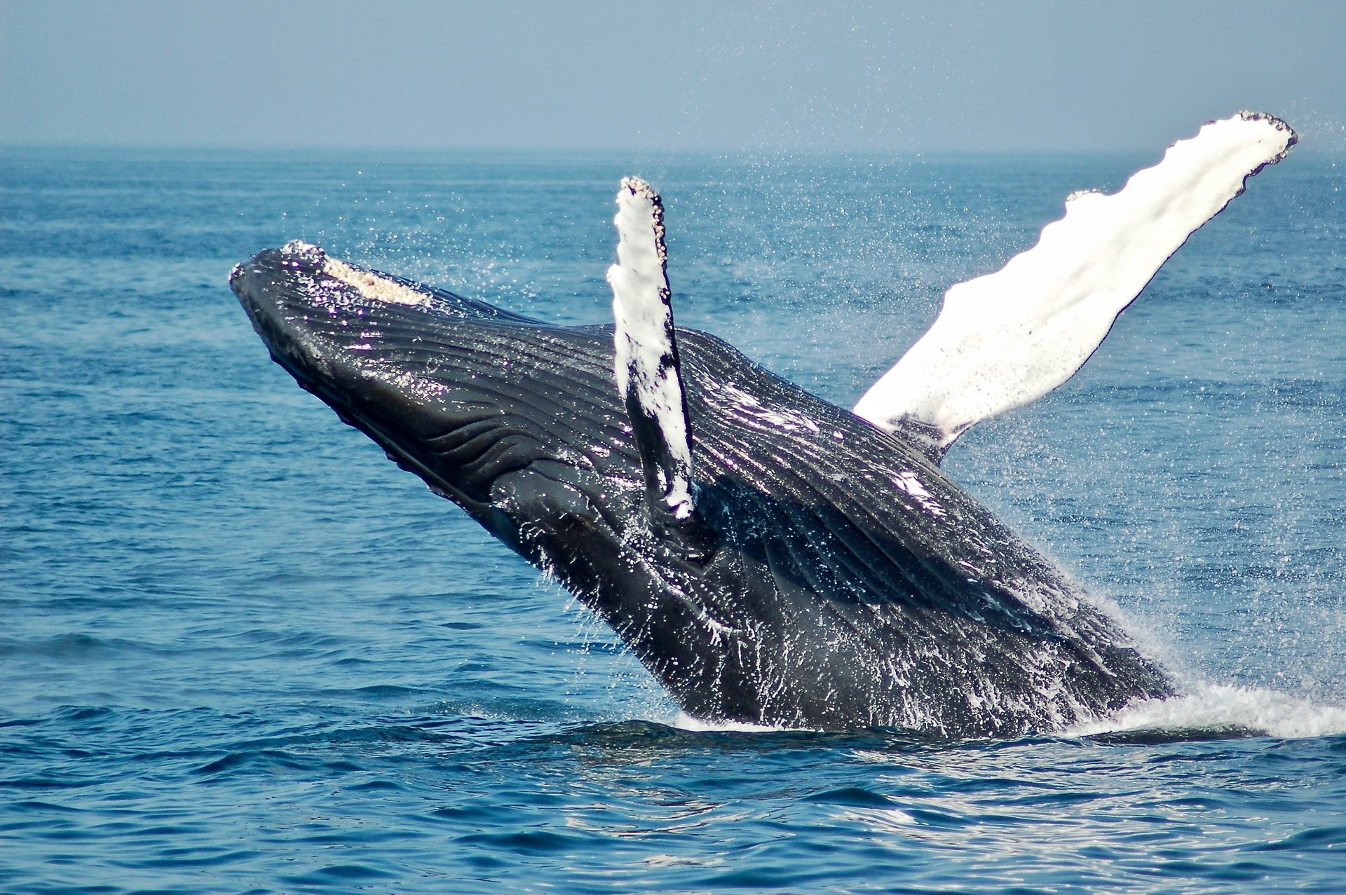 NSW Whale-watching hotspots