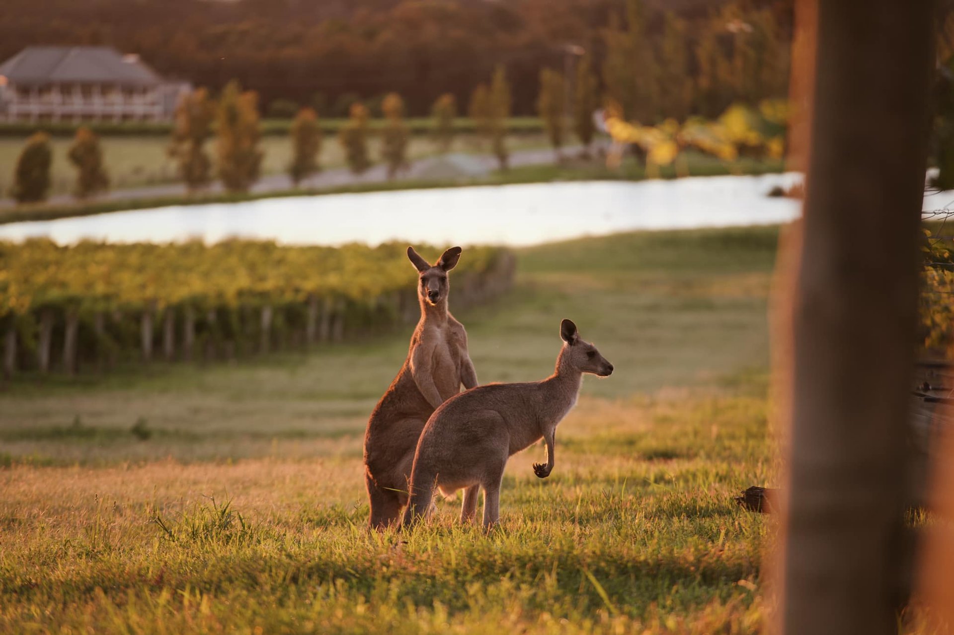 Dạo chơi Hunter Valley image