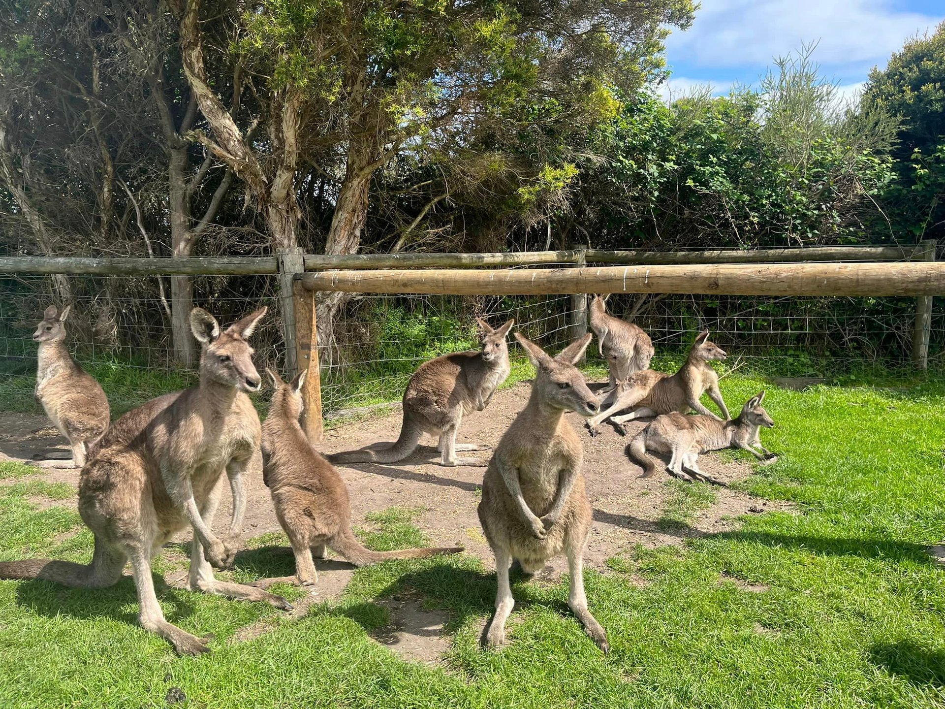 Private Tour đảo Phillip- Churchill - Công viên Kangaroo Koala