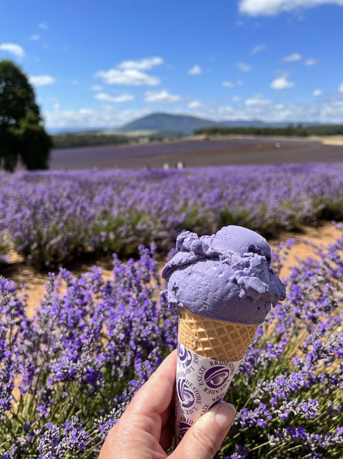 2N1Đ - Tour Lavender tháng 12 - tháng 1