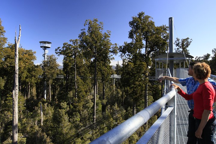 West Coast Tree Top Walk Experience