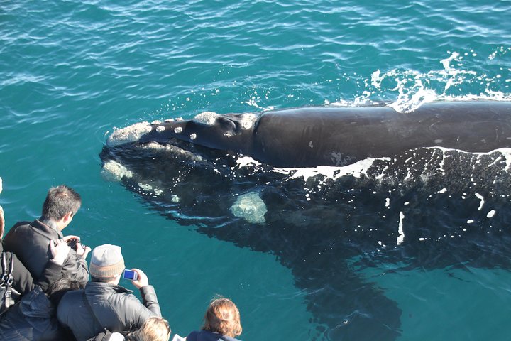 Augusta Whale Watching Eco Tour