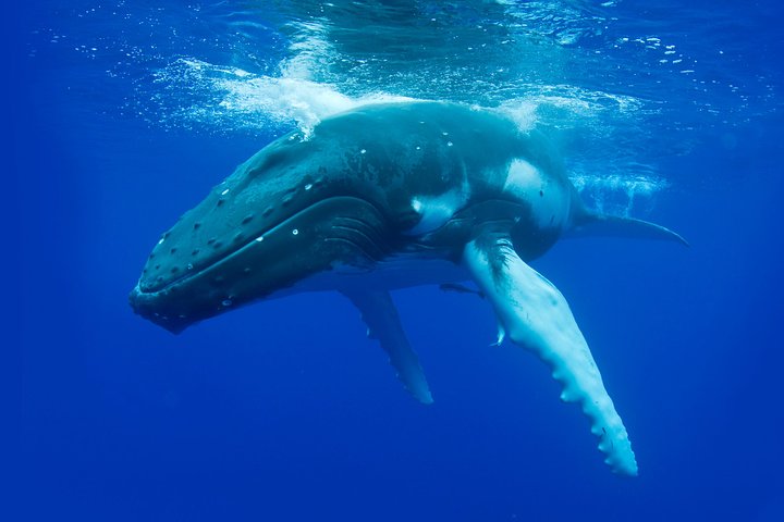 Dunsborough Whale Watching Eco Tour 