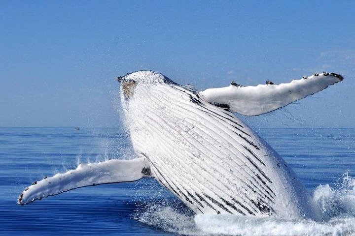 Whale Watching Busselton