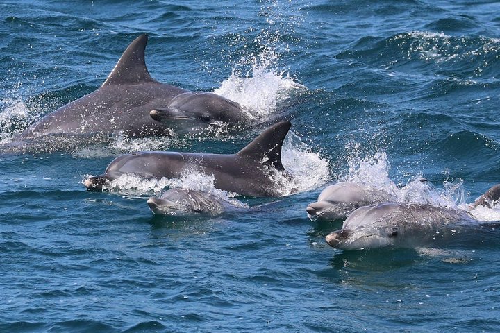 Jervis Bay Dolphin Cruise