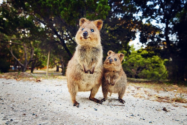 Rottnest Island All-Inclusive Grand Island Tour from Fremantle