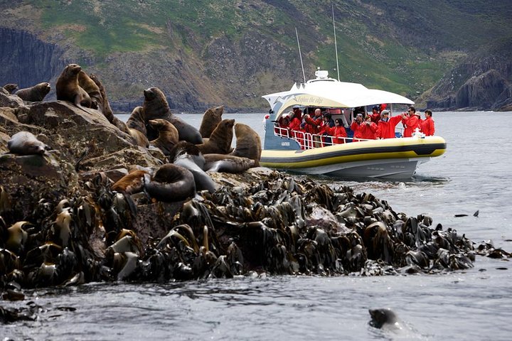 3-Hour Bruny Island Cruise from Adventure Bay, Bruny Island