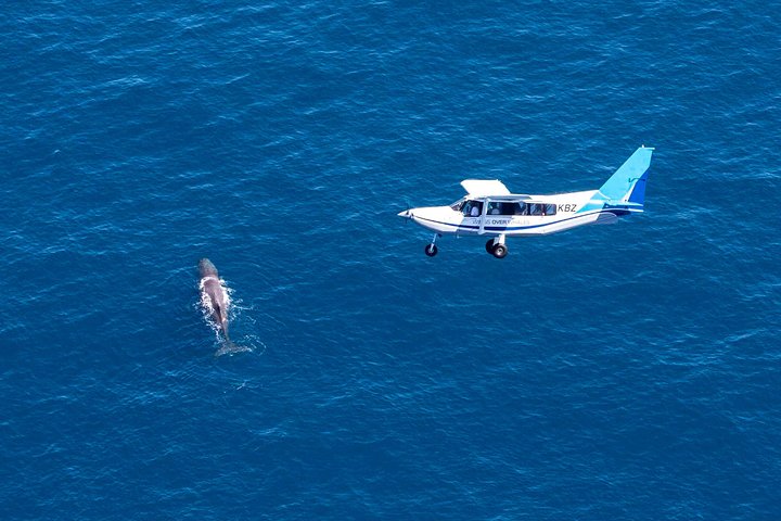 Kaikoura: Whale Flight - Ultimate Experience 