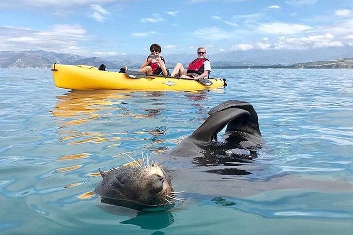 Seal Kayaking Adventure in Kaikoura