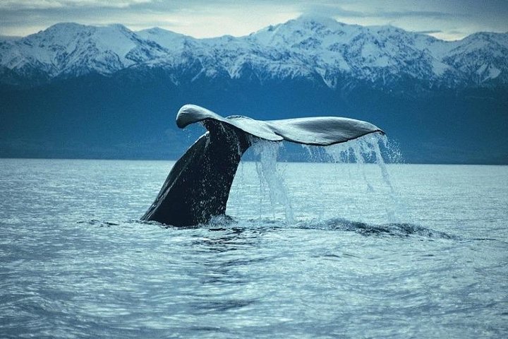 Kaikoura Whale Watch Day Tour from Christchurch