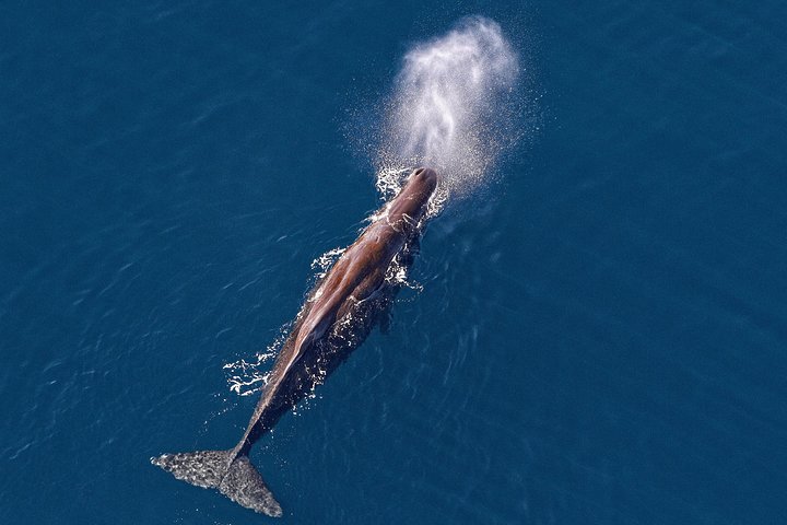 Kaikoura Helicopters Classic Whale Watch