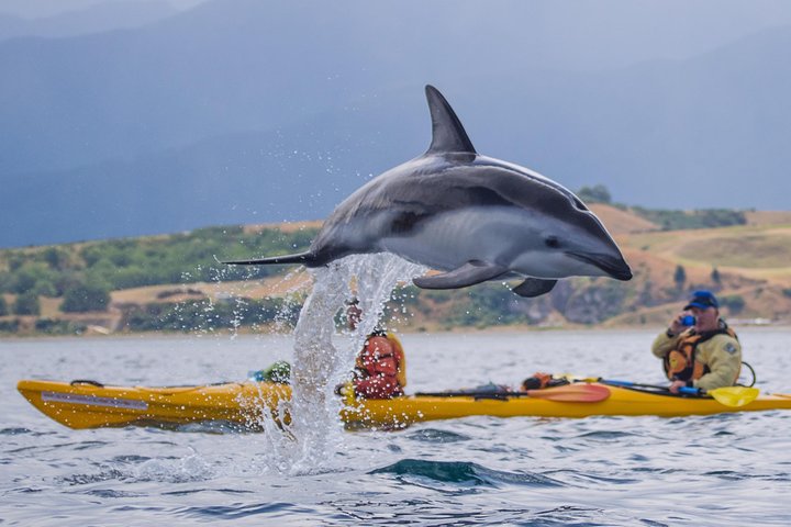 Wildlife Sea Kayaking Tour - Kaikoura