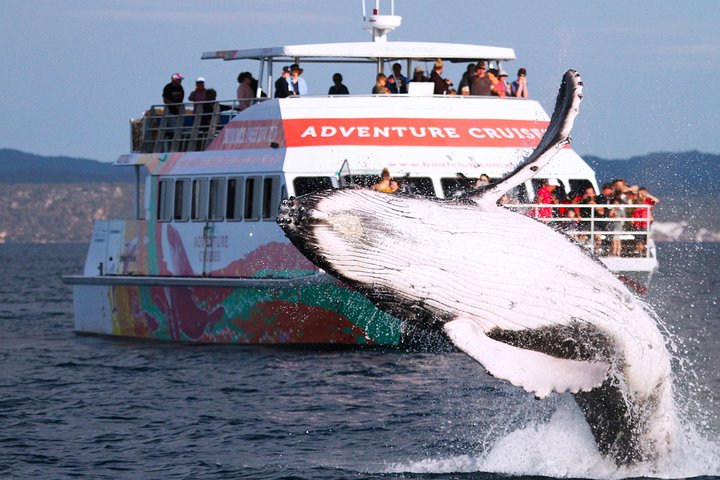 World class Whale Watching from Hervey Bay