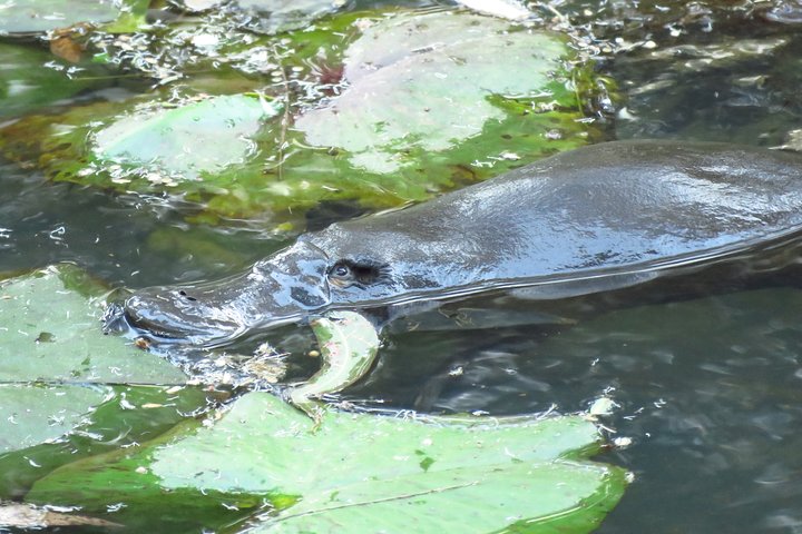 Byron Bay Platypus Walk