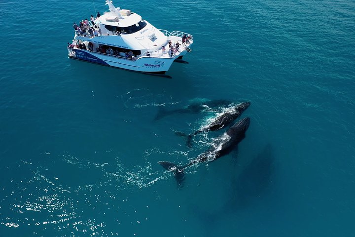 Hervey Bay Whale Watching Experience