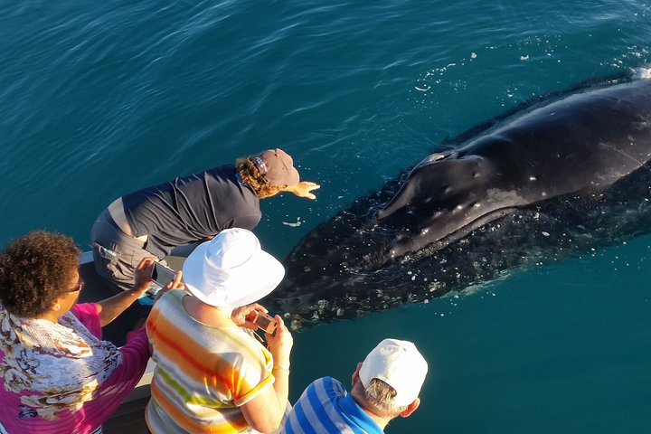 AOC Whale Watching from Broome 