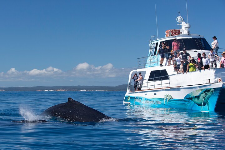 Full Day Hervey Bay Premium Whale Watching Cruise