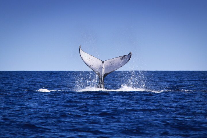 4-Hour Whale Watching Sunset Cruise in Broome