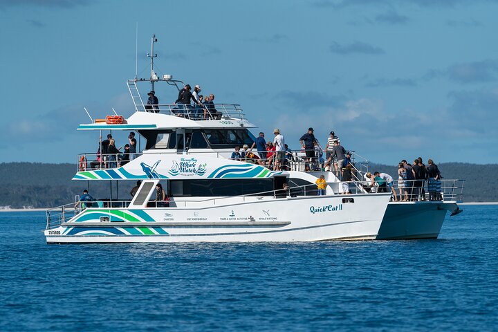 Hervey Bay: Best Value Half Day Whale Watching Cruise 