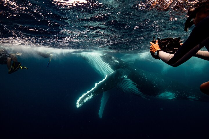 Swim with Whales Gold Coast