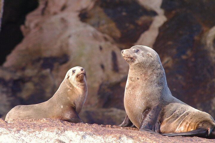 Ile Des Phoques and Maria Island Cruise and Walk Day Tour with Lunch