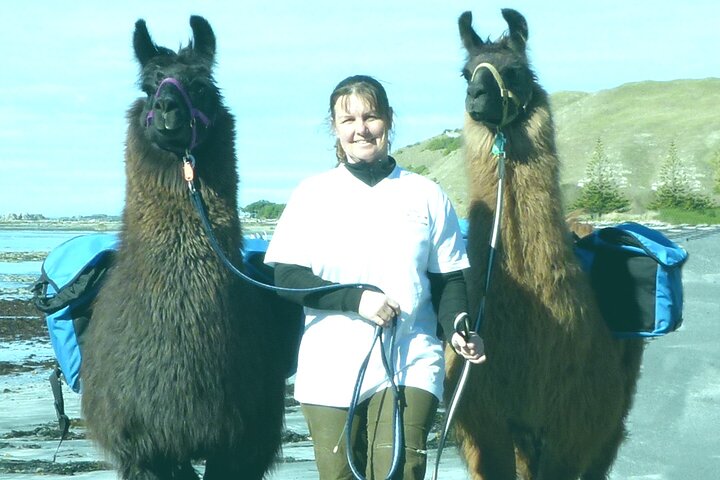 Llama Trek (Half-day) - Kaikoura Bay, Beaches & Seal Colony