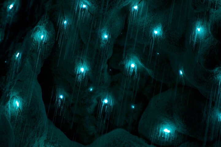 Kawiti Glow Worm Cave Tour & Opua Forest Walk