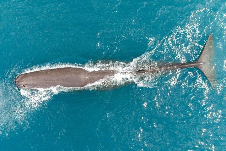 Kaikoura: Whale Watching Flight (Extended)