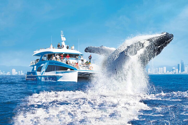 Whale Watching by Sea World Cruises