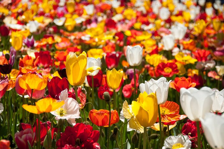 Canberra Floriade Tour