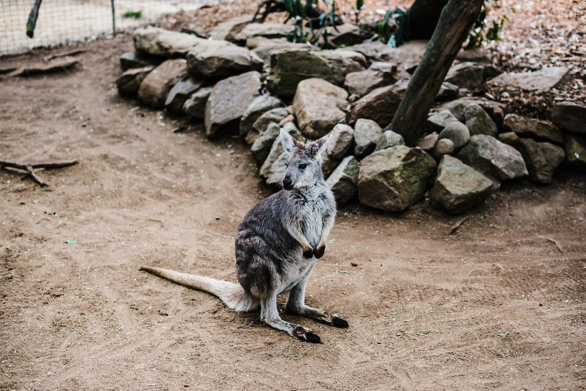 Featherdale Wildlife Park