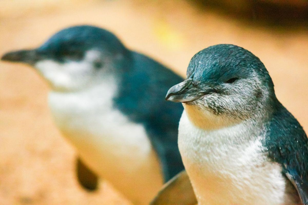 Penguin Parade