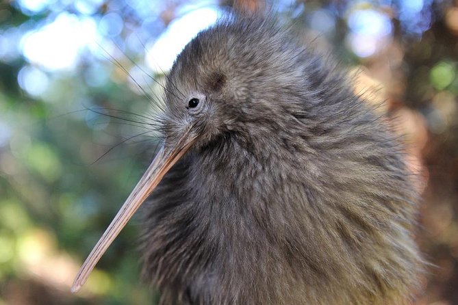 Rotorua and Waitomo Caves Day Trip from Auckland -Smaller Groups