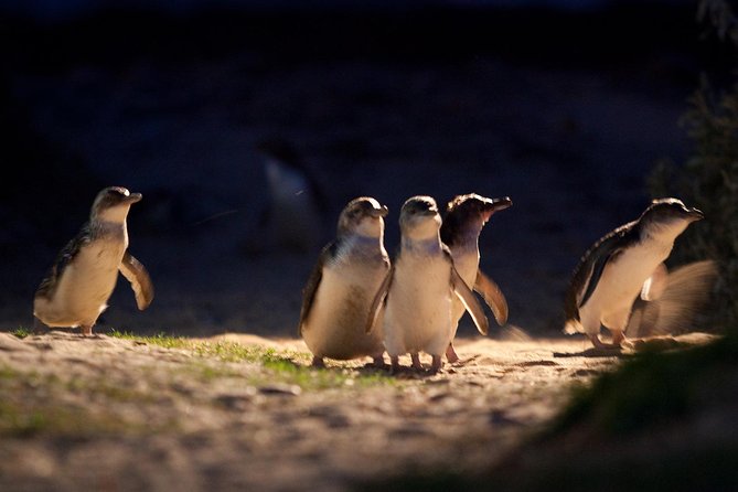 Small-Group Phillip Island Penguin Parade Day Tour from Melbourne