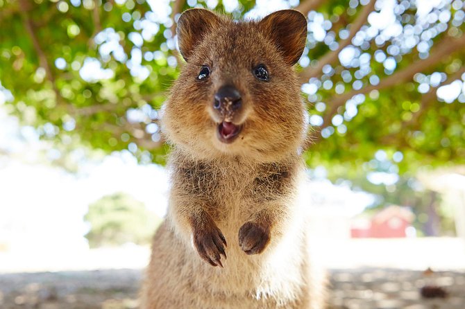 Discover Rottnest with Ferry & Bus Tour