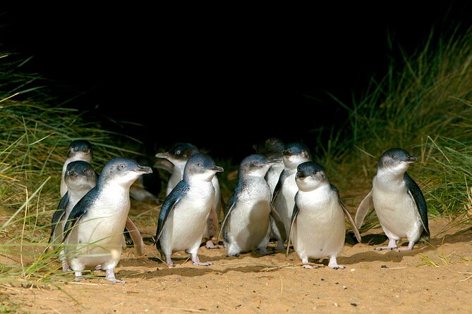 Full-Day Phillip Island Tour with Kangaroo, Koala and Penguin Parade