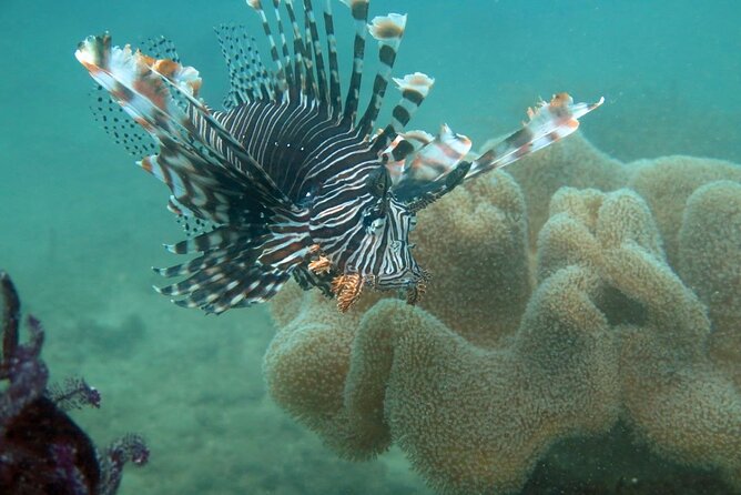 Cham Island Snorkeling Private Tour (Only Snorkeling & Beach)