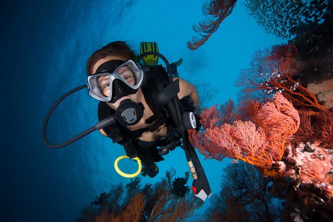 Great Barrier Reef Diving and Snorkeling Cruise from Cairns